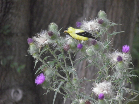 goldfinch - thistle, bird, black, yellow