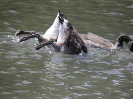 mallard ducks - bird, duck, hungry, water