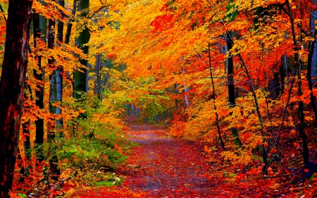 GOLDEN AUTUMN - nature, autumn, trees, forest, seasons, hdr, grass, road