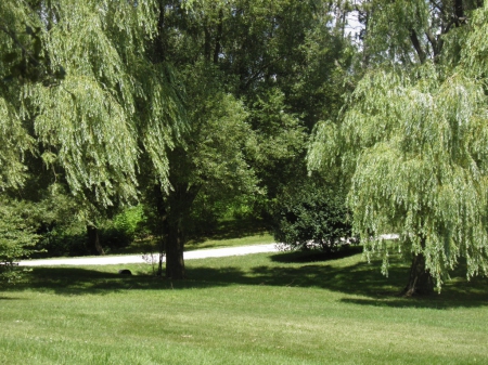 willow tree - green, park, grass, trees