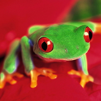 Tree Frog