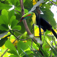 Toucan