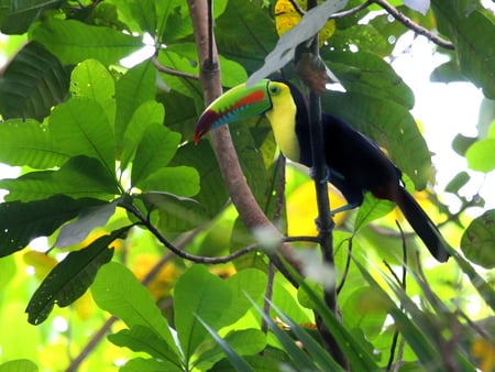 Toucan - bird, jungle bird, birds, nature, tropical bird, colourful, toucan