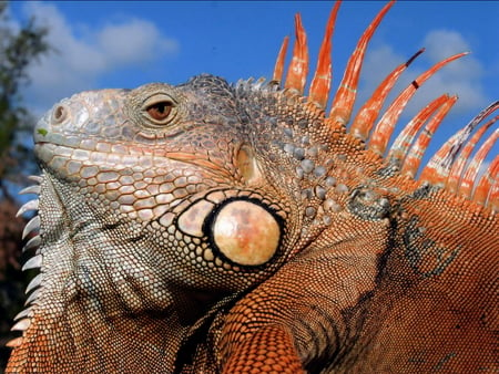 Iguana Face Profile - iguana