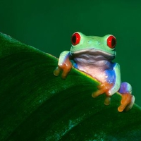 Red-Eyed Tree Frog