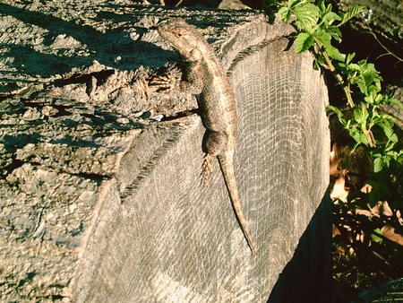 Untitled Wallpaper - fence lizard