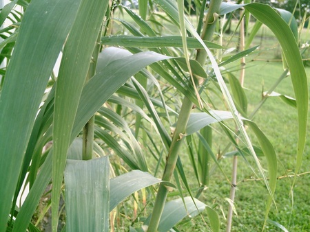 Untitled Wallpaper - bambo plant