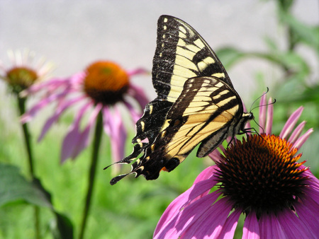 Swallowtail On Coneflower