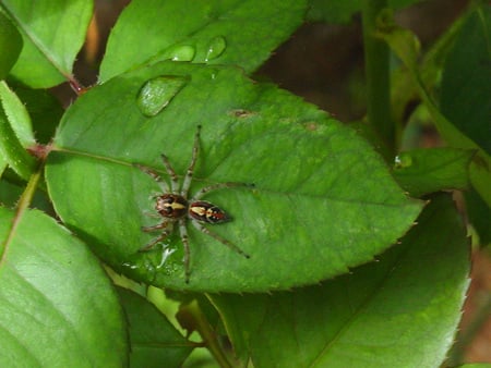 Garden Spider - garden spider, nature, bugs