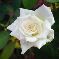 White Rose