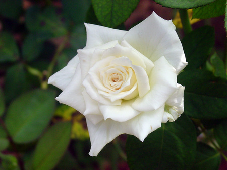 White Rose - rose, white rose, nature flowers rose