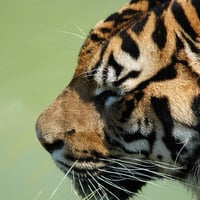 Siberian Tiger Face