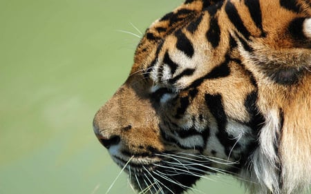 Siberian Tiger Face