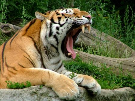 Siberian Tiger Yawning - siberian tiger, cute, tiger, yigres