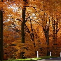 Autumn Golden Forest