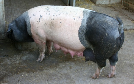 Farm Pig - wallpaper, animals, pigs, vista, landschwein, widescreen, windows vista, pig, farm, xp, druffix, dirty, windows