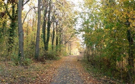 Untitled Wallpaper - widescreen, trees, nature, autumn, druffix, forest