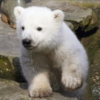 Knut - The Famous Polar Bear Cub