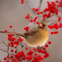 Bird Sitting on Red Flower Stem