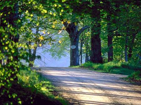 Down the road - dirt road, trees, spring