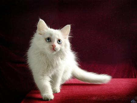 White cat - kitties, cats