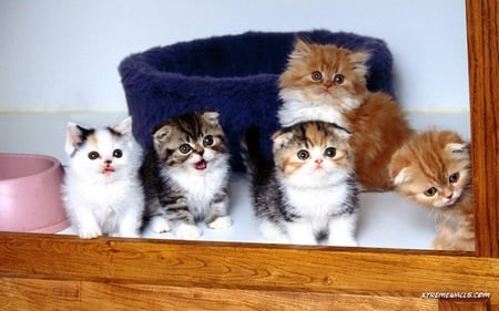 Kittens - kitties, cats