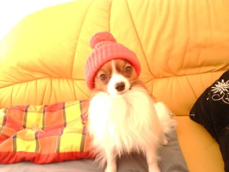 wilson luvs wooly hat - wooly tammy, he does so like it