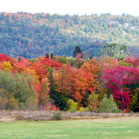 Fall colours