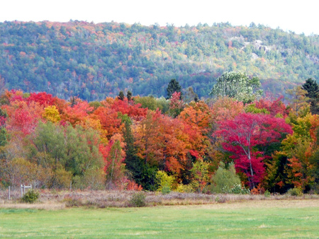 Fall colours - forests, nature