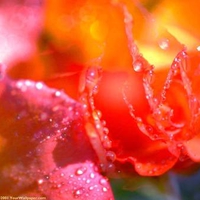 Dewdrops on Roses