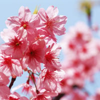 Pink Peach Blossoms