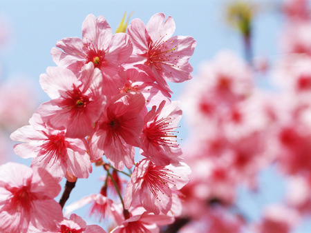 Pink Peach Blossoms - peach blossoms, pink flowers