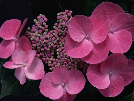 Red Hydrangea - flowers, red hydrangea