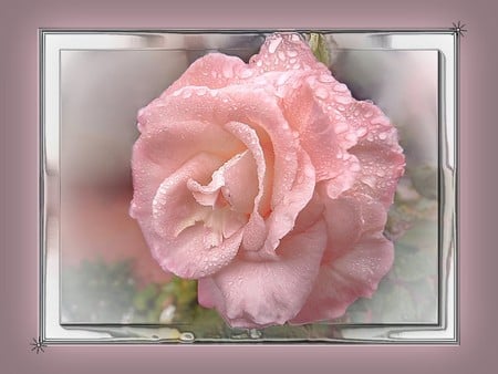 Pink rose - roses, framed