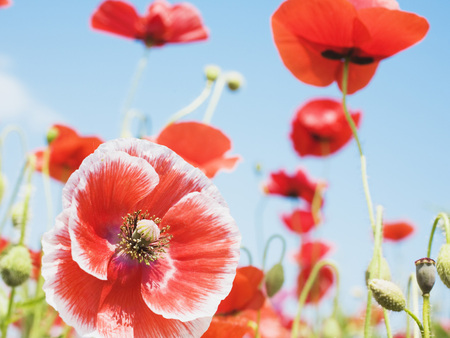 Red Poppies - garden, poppies, red flowers