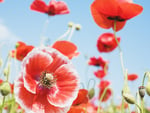 Red Poppies