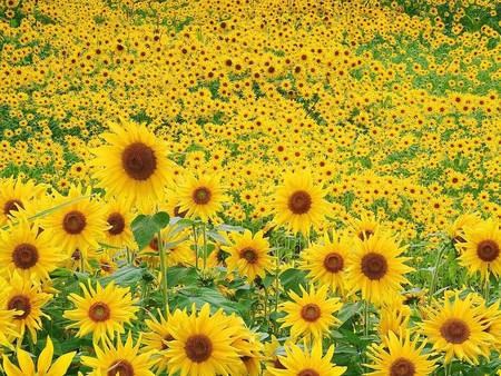 Field of Sunflowers - sunflowers, field, flowers