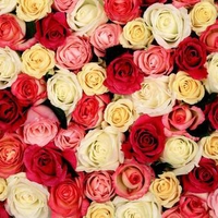 Roses Galore