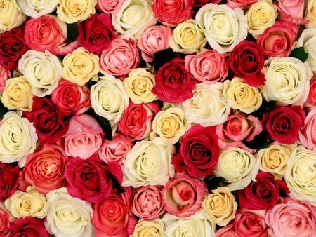 Roses Galore - flowers, roses, cream, nature, yellow, red, pink