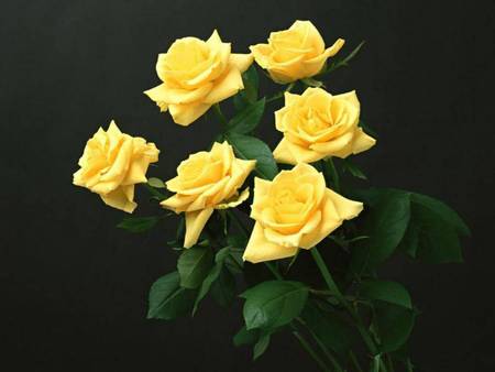 Yellow Blooms - flowers, yellow roses, bouquet