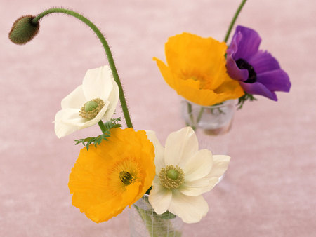 Vase of Poppies - flowers, vase, poppies