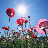 Poppy Flower Garden