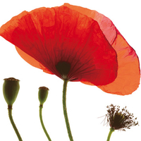 Red Poppy 