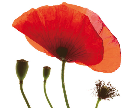 Red Poppy  - flower, red poppy, close up, buds