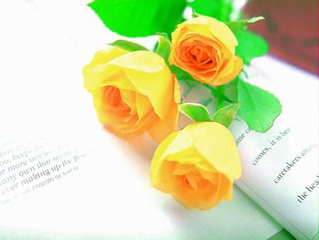 Yellow Roses - pages, flowers, yellow roses, book