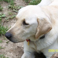 Hank