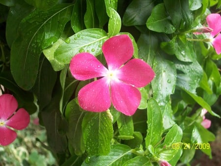 PINK SUMMER FLOWERS - summer, raindrops, flower, pink