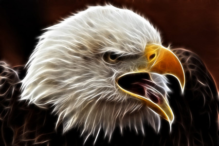 THE WILD CALL - creative, eagle, art