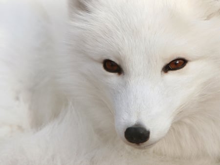 White Polar Silver Fox - a, cool