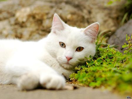 White cat - kitties, cats